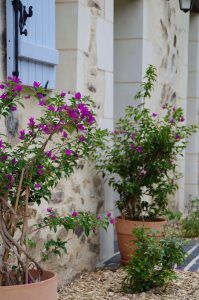 Aménagement végétal : entrée de maison