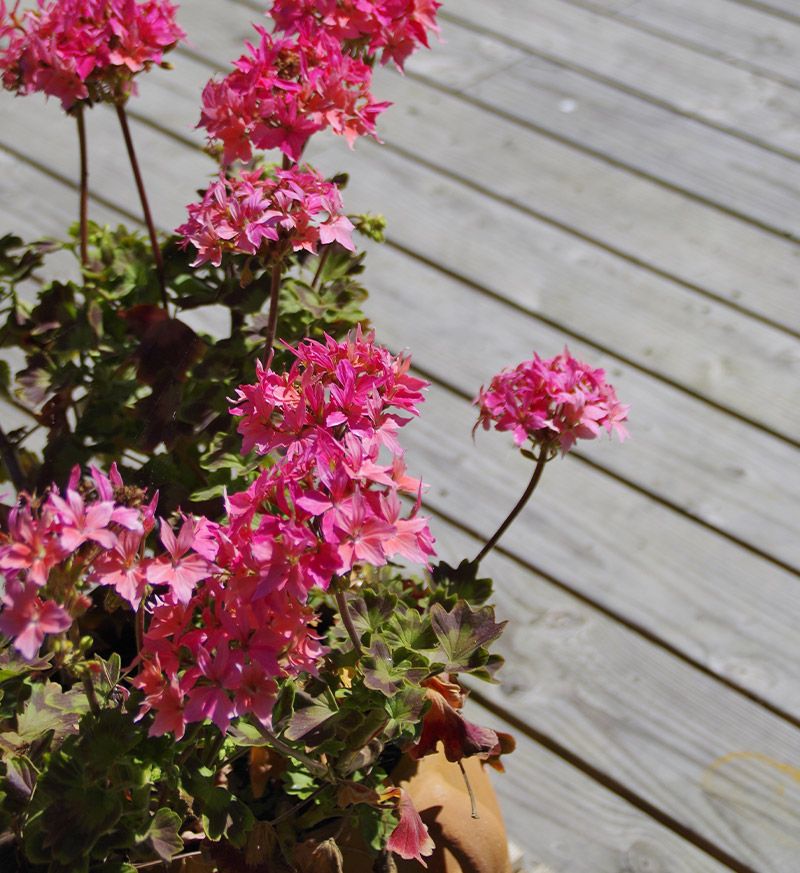 terrasse en bois